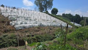 Julio Verne Paneles Solares Ecolumen